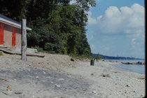 View north along the beach